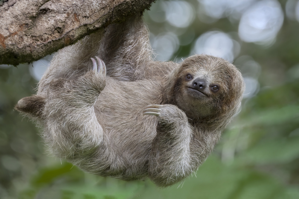 The Amazing Loving Three Toed Sloth von Linda D Lester