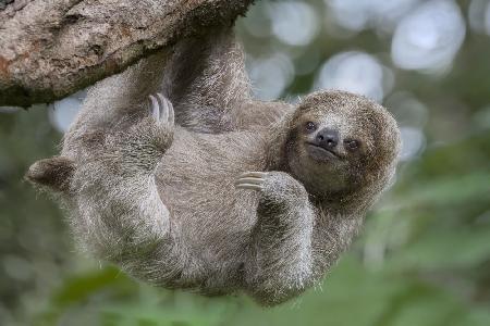 The Amazing Loving Three Toed Sloth