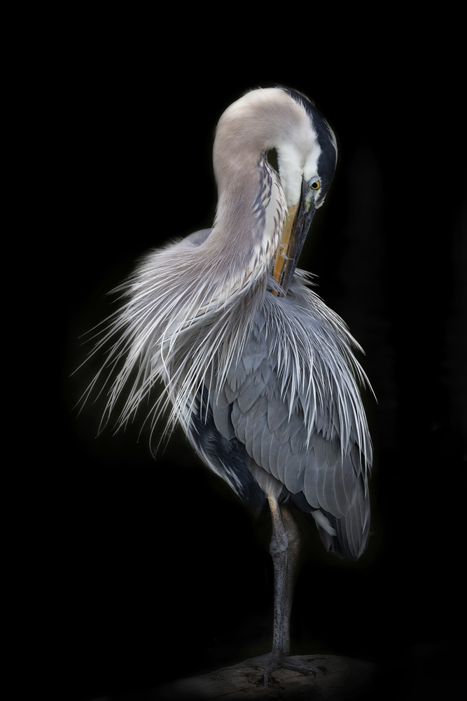 The Elegant Great Blue Heron von Linda D Lester