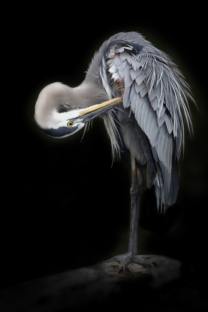 The Great Blue Heron von Linda D Lester