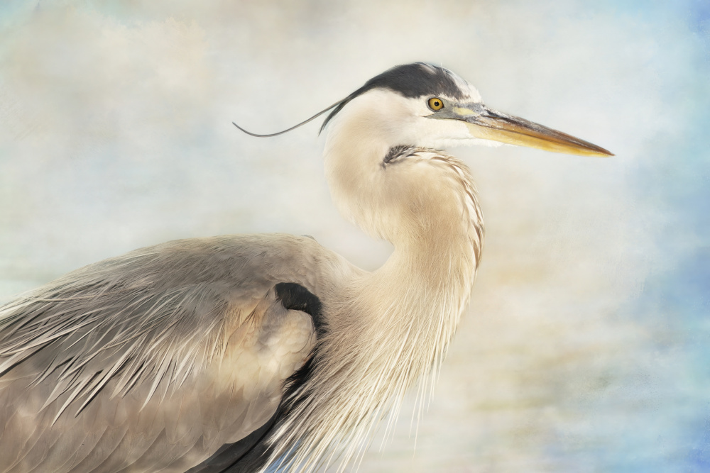 The Great Blue Heron von Linda D Lester