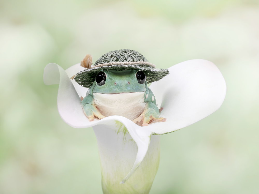 Whites Tree Frog Dressed to Go Out von Linda D Lester