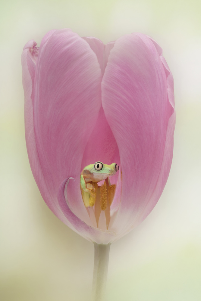 The Lemur Tree Frog and the Pink Tulip von Linda D Lester