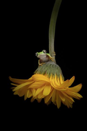 The Lemur Tree Frog and the Gerbera