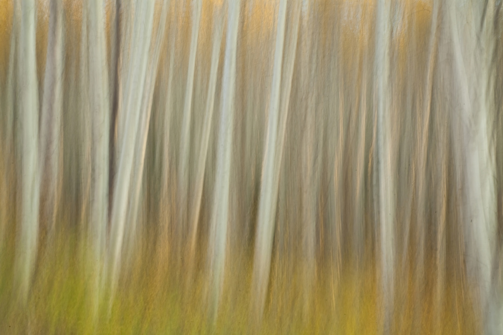 Aspen Blur von Linda D Lester