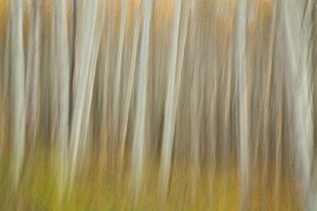 Aspen Blur