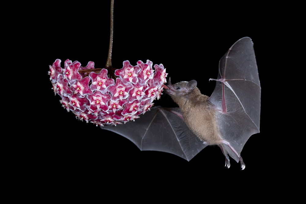 Bat Eating From Flower von Linda D Lester