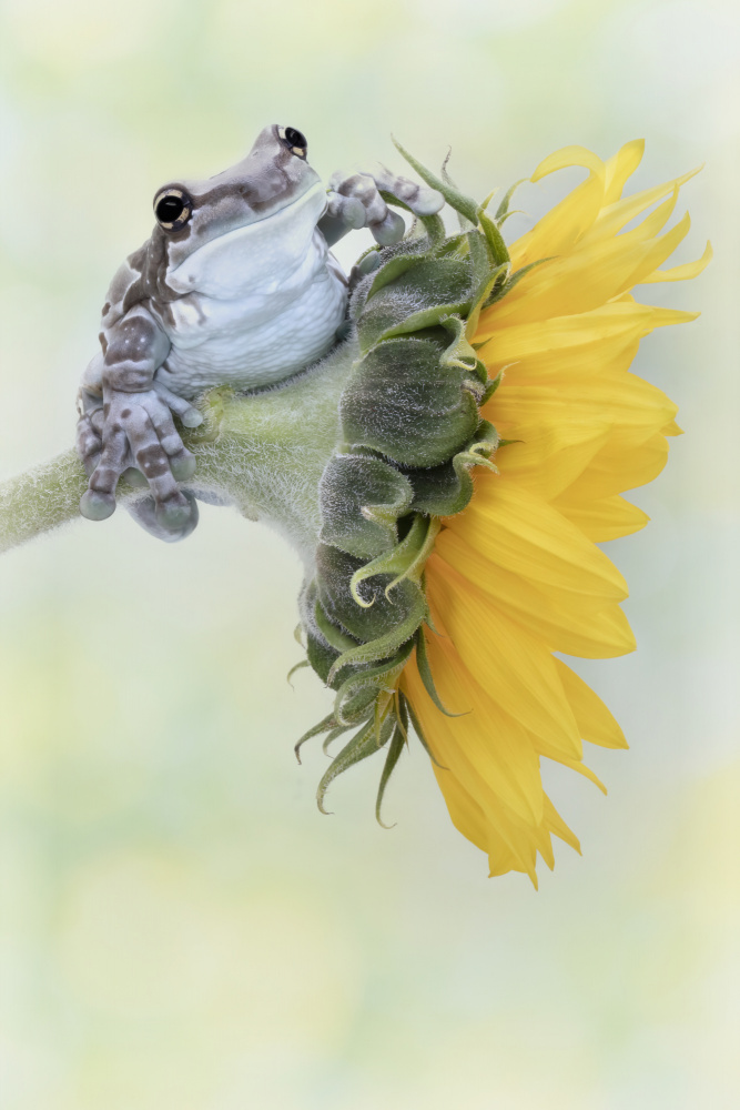 Frog Sunshine von Linda D Lester