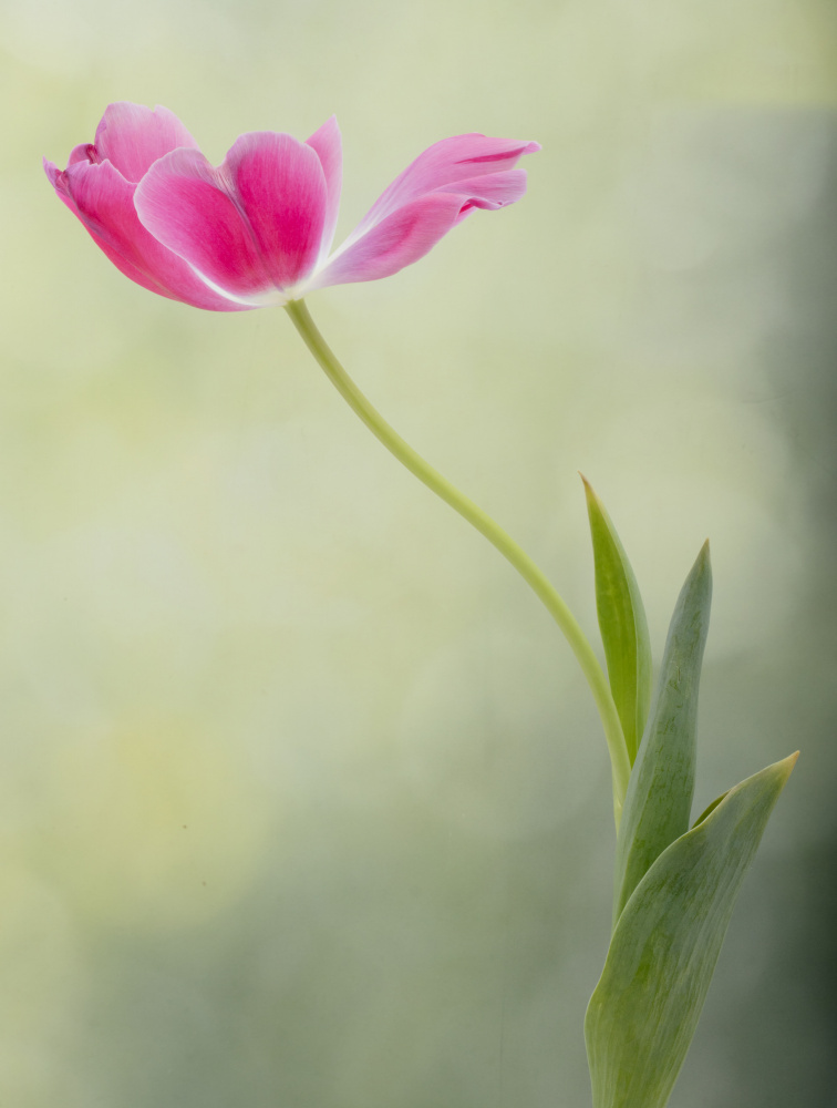 Spring Tulip von Linda D Lester