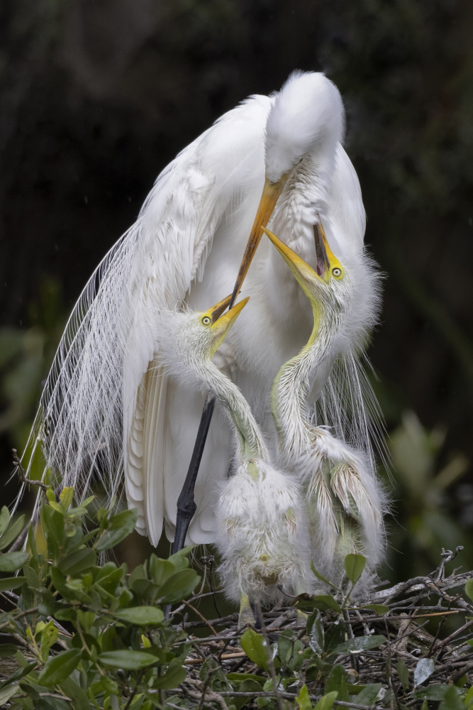 Feed Us Mom von Linda D Lester