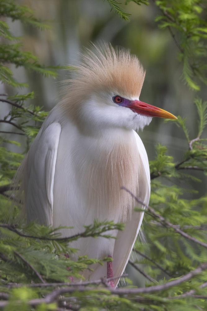 Plumage of the Cattle Egret von Linda D Lester