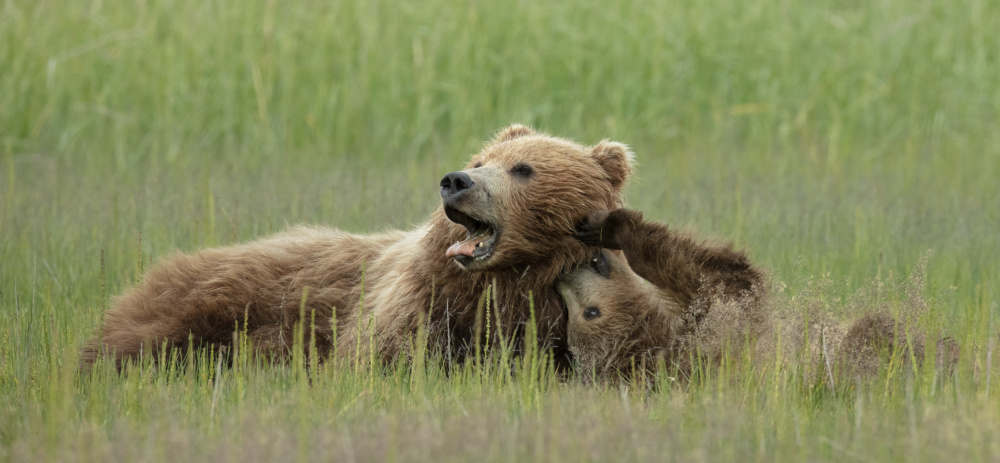 Siblings von Linda D Lester