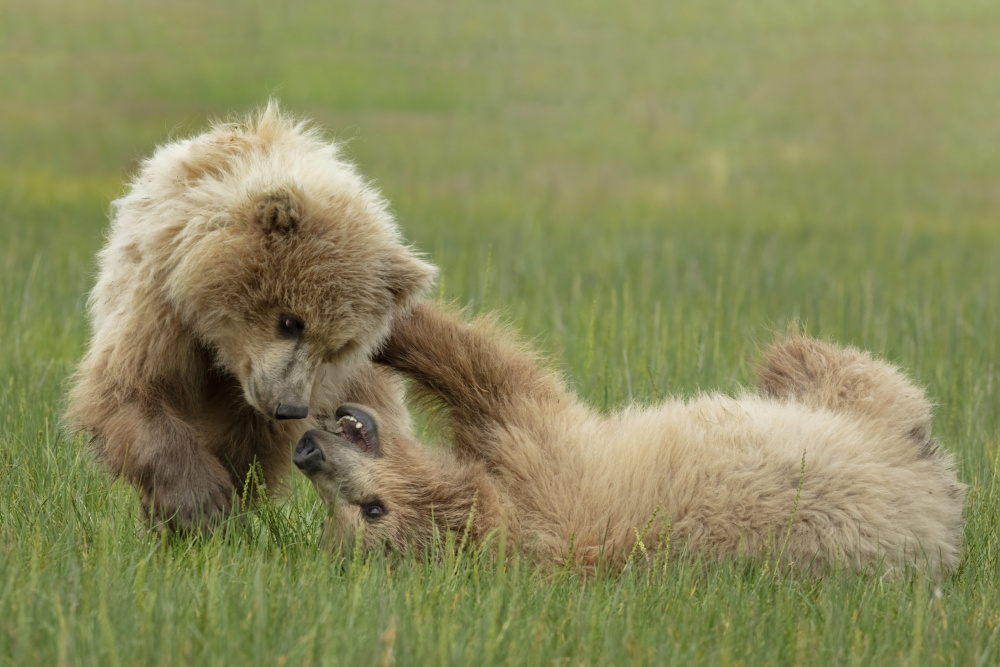 Sibling Fun von Linda D Lester