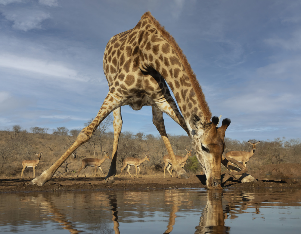 Giraffe Having a Drink von Linda D Lester