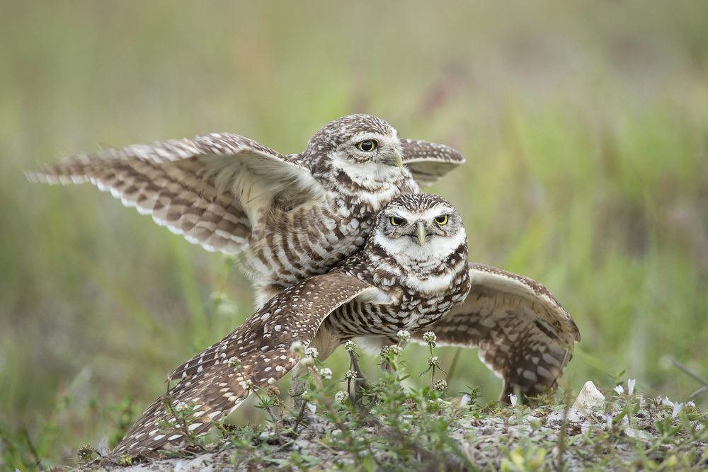 Burrowing Owls Love von Linda D Lester