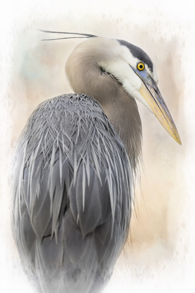 Great Blue Heron Portrait von Linda D Lester