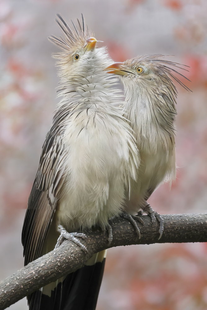 Guira Cuckoo Playing von Linda D Lester