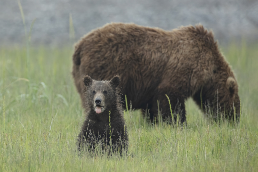 Yes, Thats my Mamma Bear von Linda D Lester