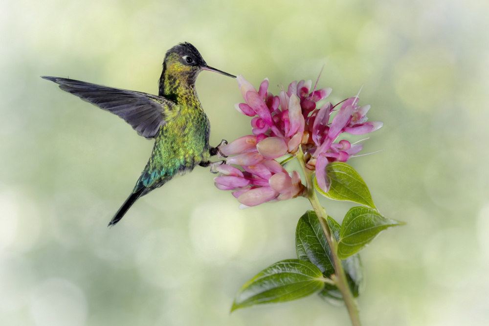 Hummingbird From Costa Rica von Linda D Lester