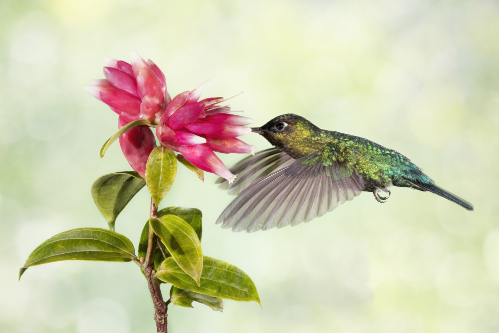 Hummingbird Delight von Linda D Lester