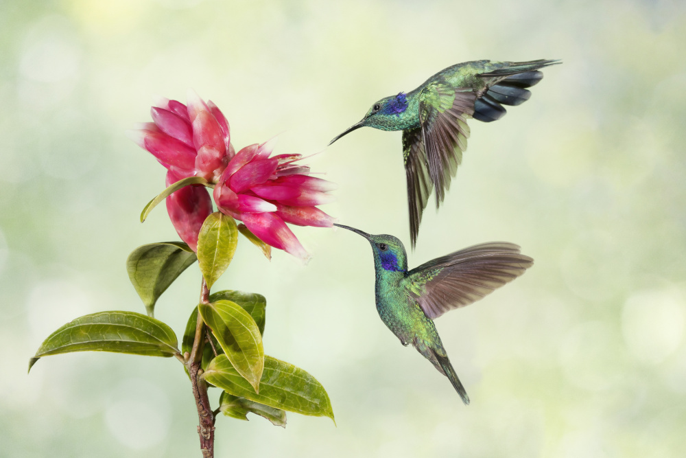 Costa Rica Hummingbirds von Linda D Lester