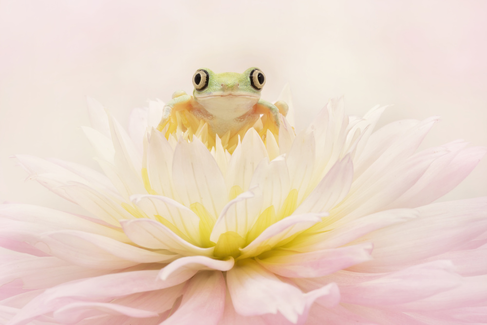 Lemur Tree Frog on a Pink Dahlia von Linda D Lester