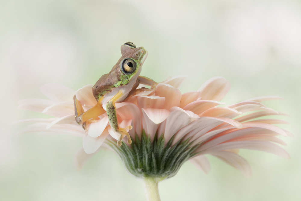 Lemur Frog on a Gerbera  Flower von Linda D Lester