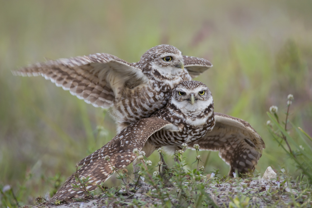 Burrowing Owl Love von Linda D Lester