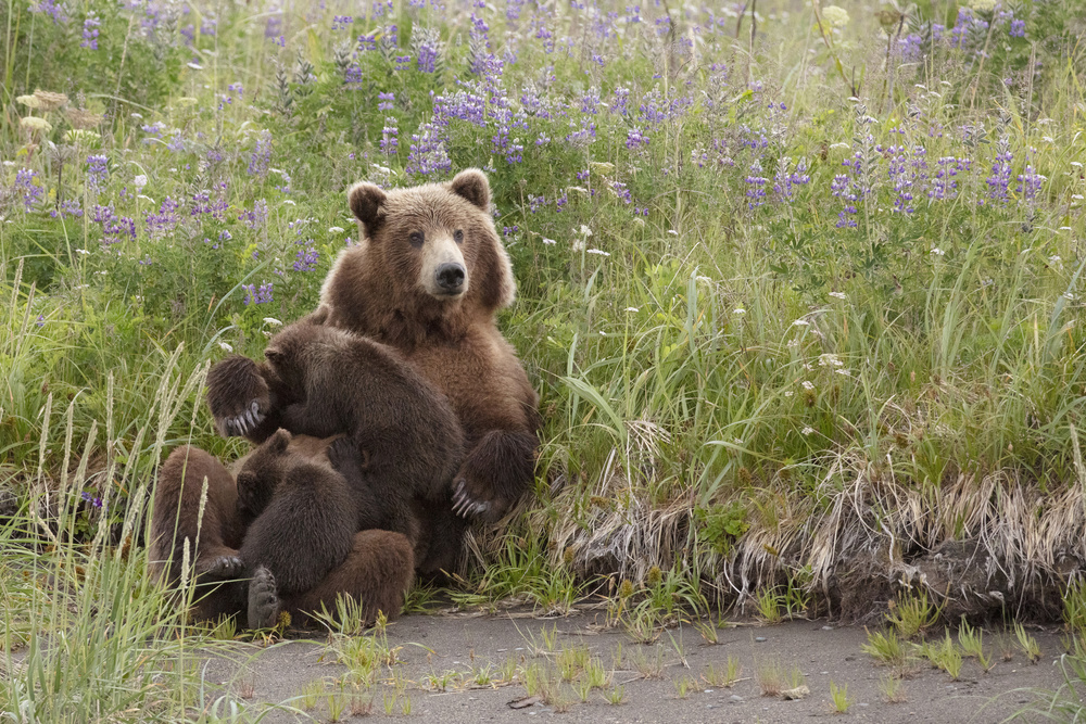 Momma Bear Nursing in the Lupines von Linda D Lester