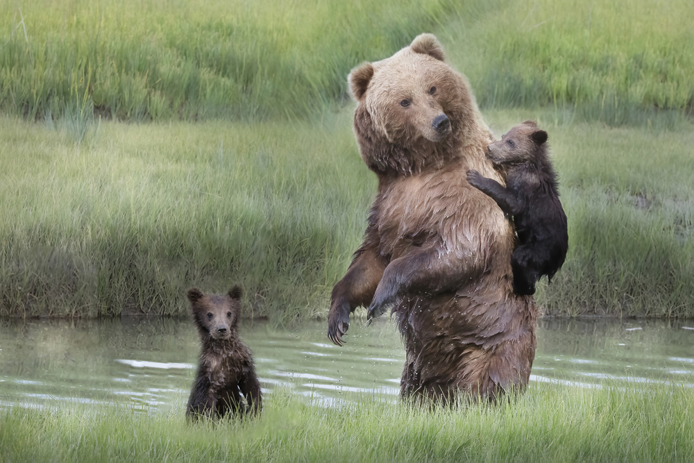 Momma Bear and Her Cubs von Linda D Lester