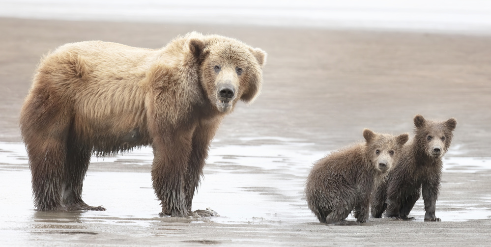 Momma Bear and Cubs von Linda D Lester