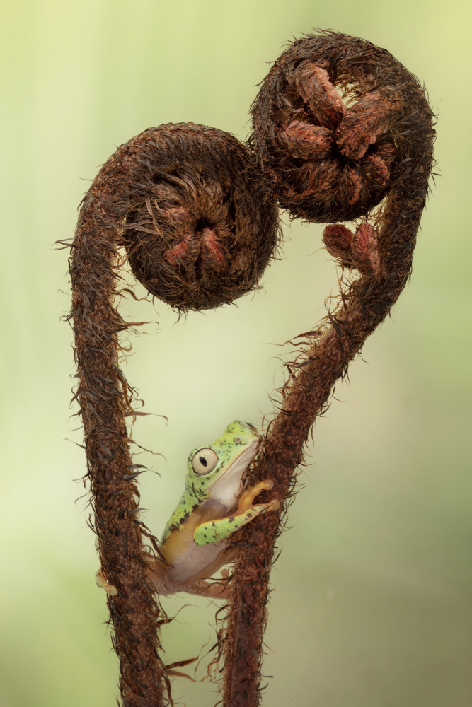 Spring is in the Air with Lemur Tree Frog von Linda D Lester