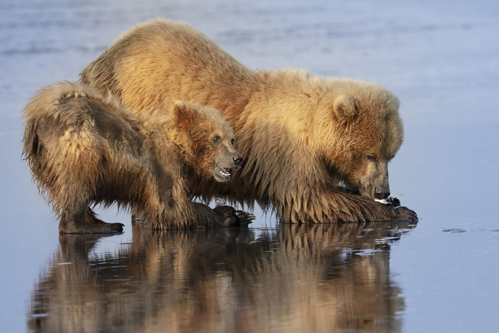 Mother and Cub Clamming von Linda D Lester