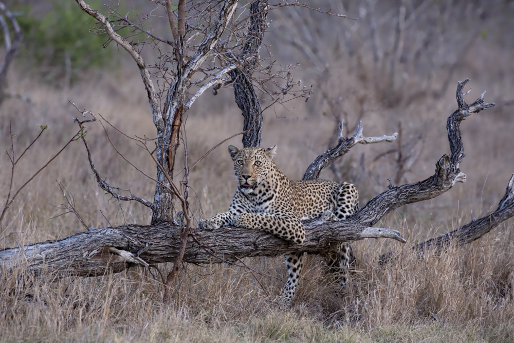 Taking a Rest After the Chase for Dinner von Linda D Lester