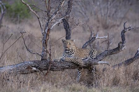 Taking a Rest After the Chase for Dinner