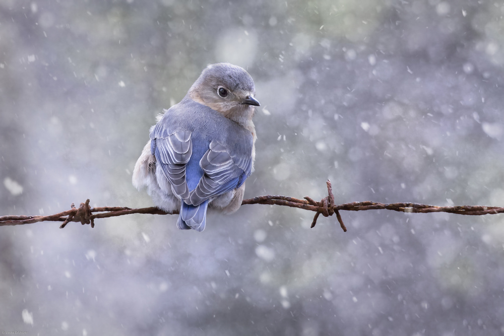 Eastern Bluebird von Linda D Lester