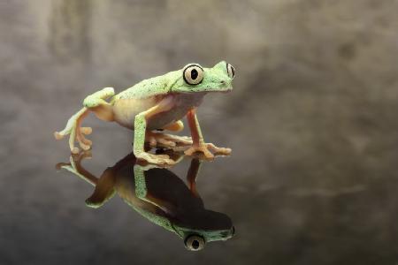 Portrait of the Lemur Tree Frog