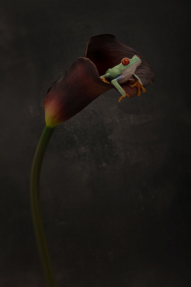 Portrait of a Red Eyed Tree Frog von Linda D Lester