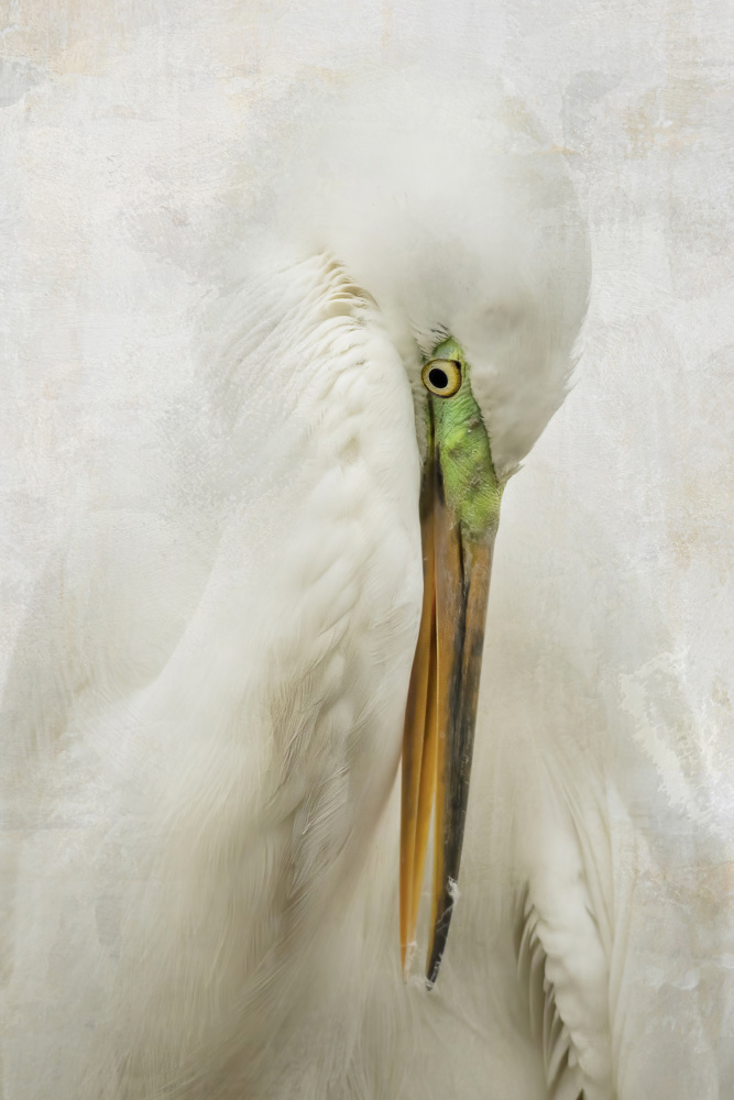 Egret Art von Linda D Lester