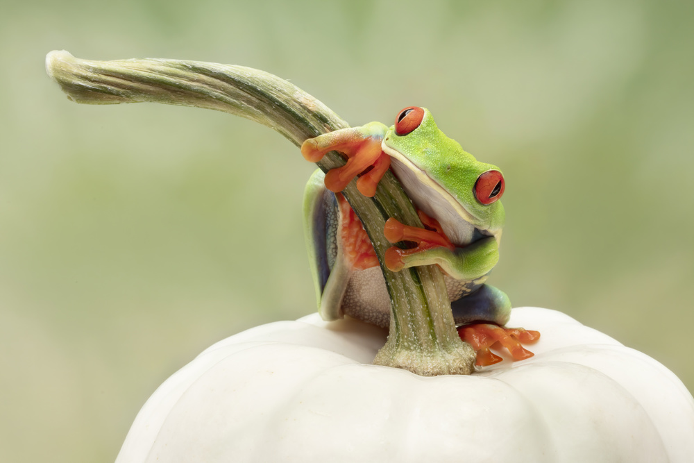 Red Eyed Tree Frog on a White Pumpkin von Linda D Lester