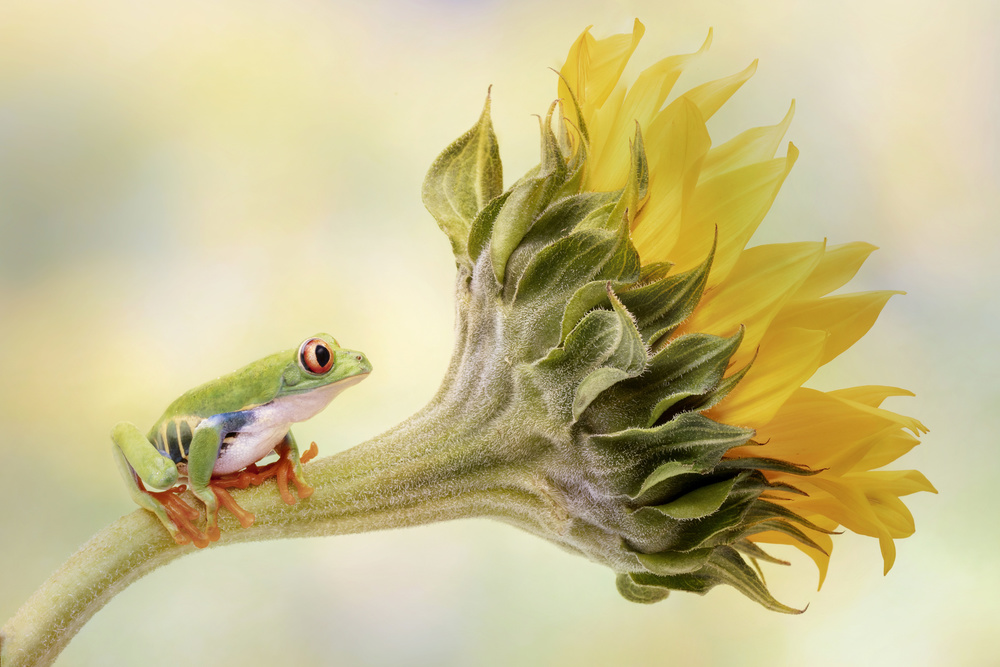 Red Eyed Tree Frog on a Sunflower von Linda D Lester