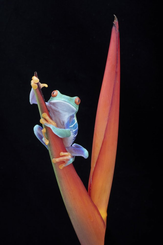 Red Eyed Tree Frog on a Tropical Flower von Linda D Lester