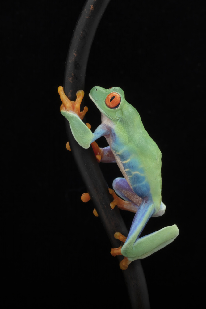 Red Eyed Tree Frog Climbing von Linda D Lester