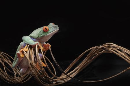 Red Eyed Tree Frog