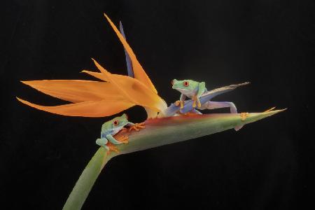 Red Eye Tree Frogs sitting on a Tropical Stem