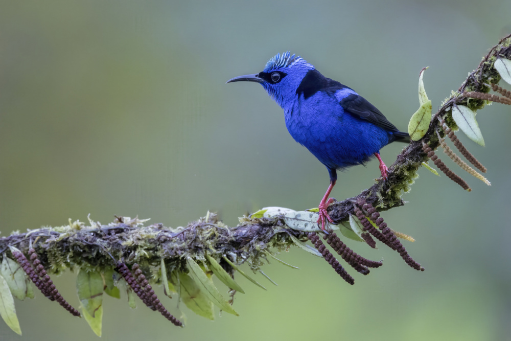 Red-legged Honey Creeper von Linda D Lester