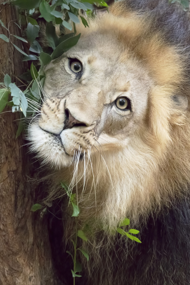 Such a Handsome Male Lion von Linda D Lester