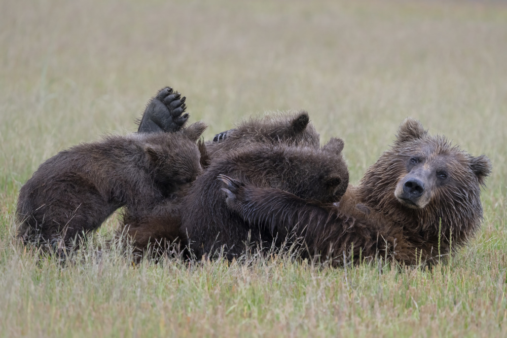 Nursing Mama Bear with Triplets von Linda D Lester