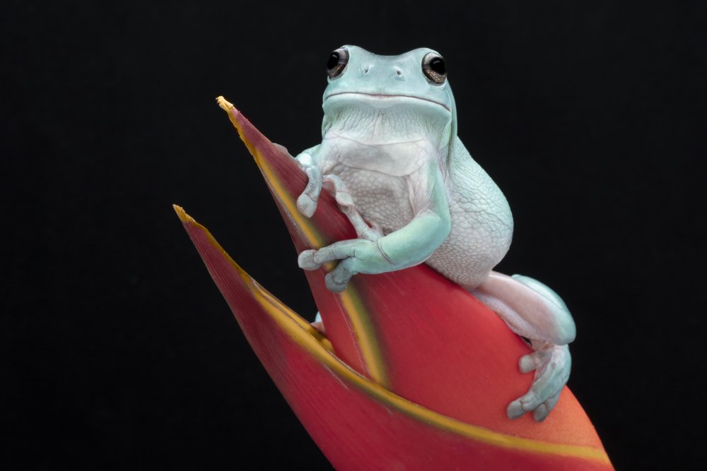 Whites Tree Frog von Linda D Lester