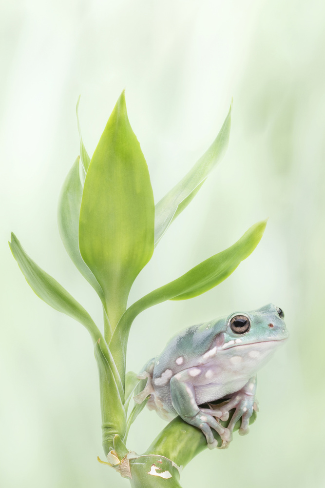 Whites Tree Frog on a Lucky Bamboo von Linda D Lester